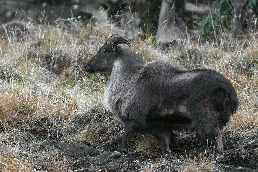 Himalayan Thar