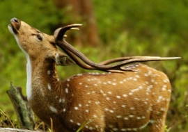 Bandipur Tour Package